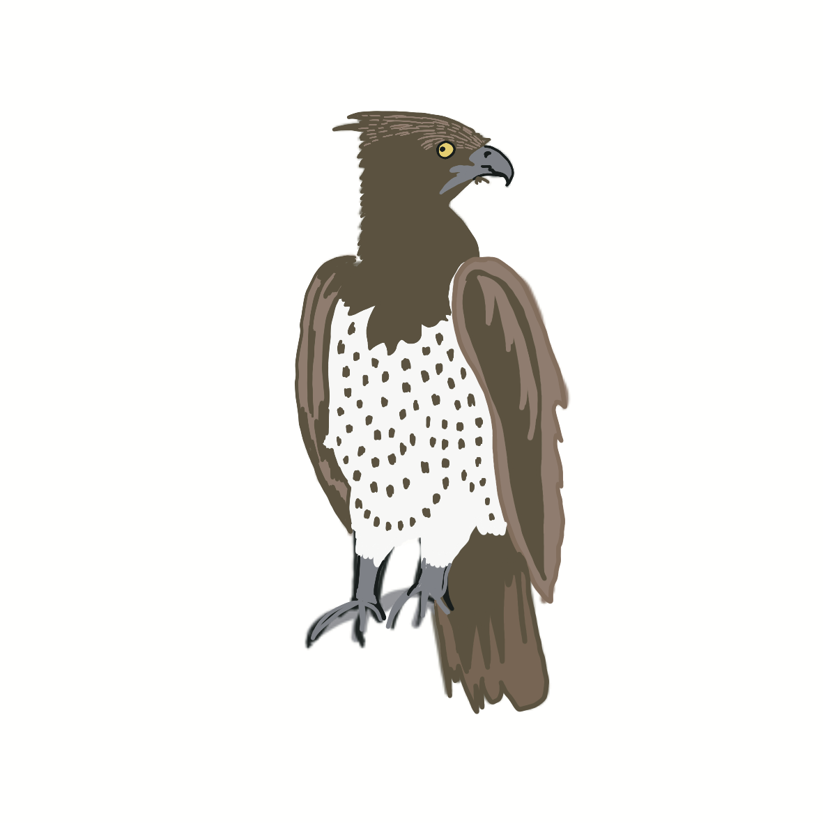 DTF print Martial Eagle